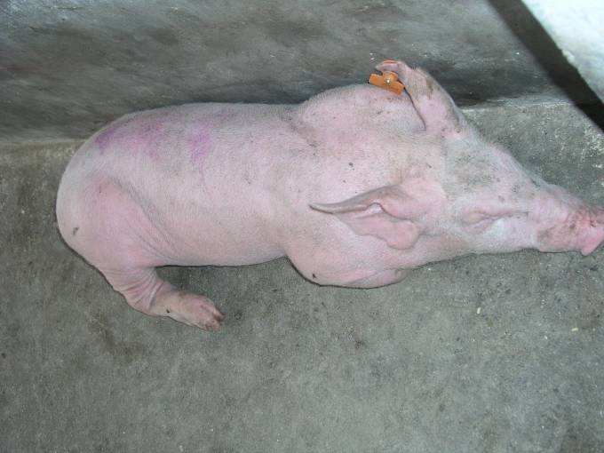 温和型猪瘟症状图片图片