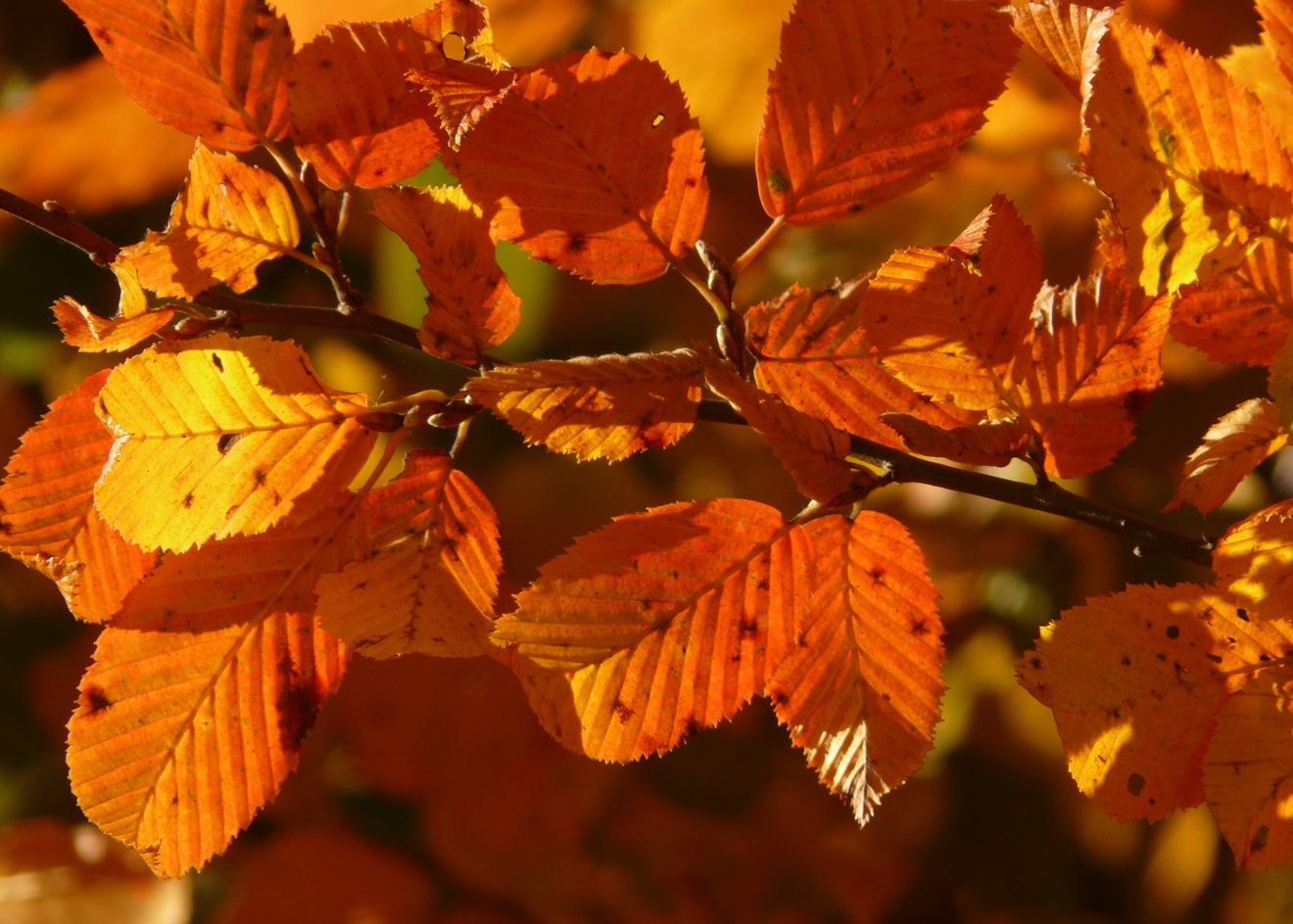 整体看起来非常有高雅气质,画家也画不出这样的景色,来看看吧