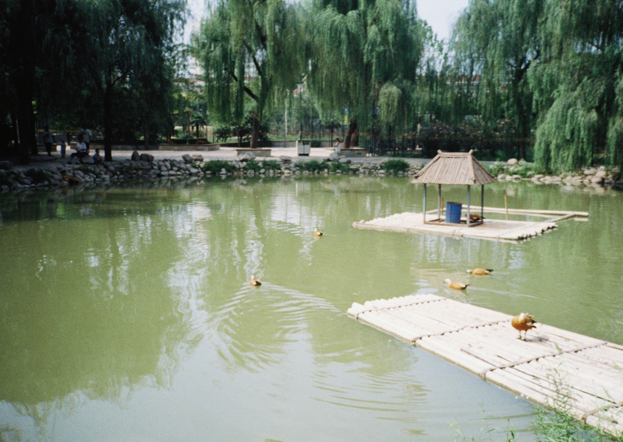 郑州人民公园老照片,最后一张大象滑梯还有谁记得?