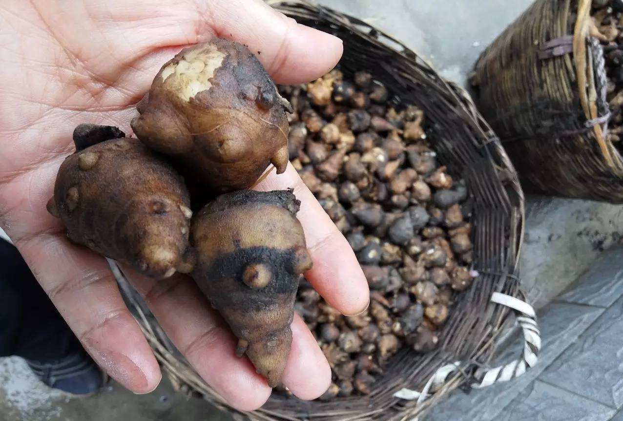 当具散寒止痛功效的附子,遇到常见病虫害时,防治方法至关重要!