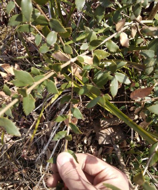 盆景树哪里收购 - 2020年最新商品信息聚合专区 - 百度爱采购