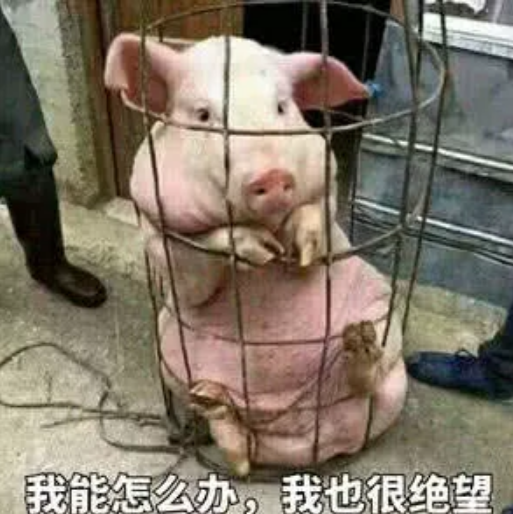 爆笑動物表情包: