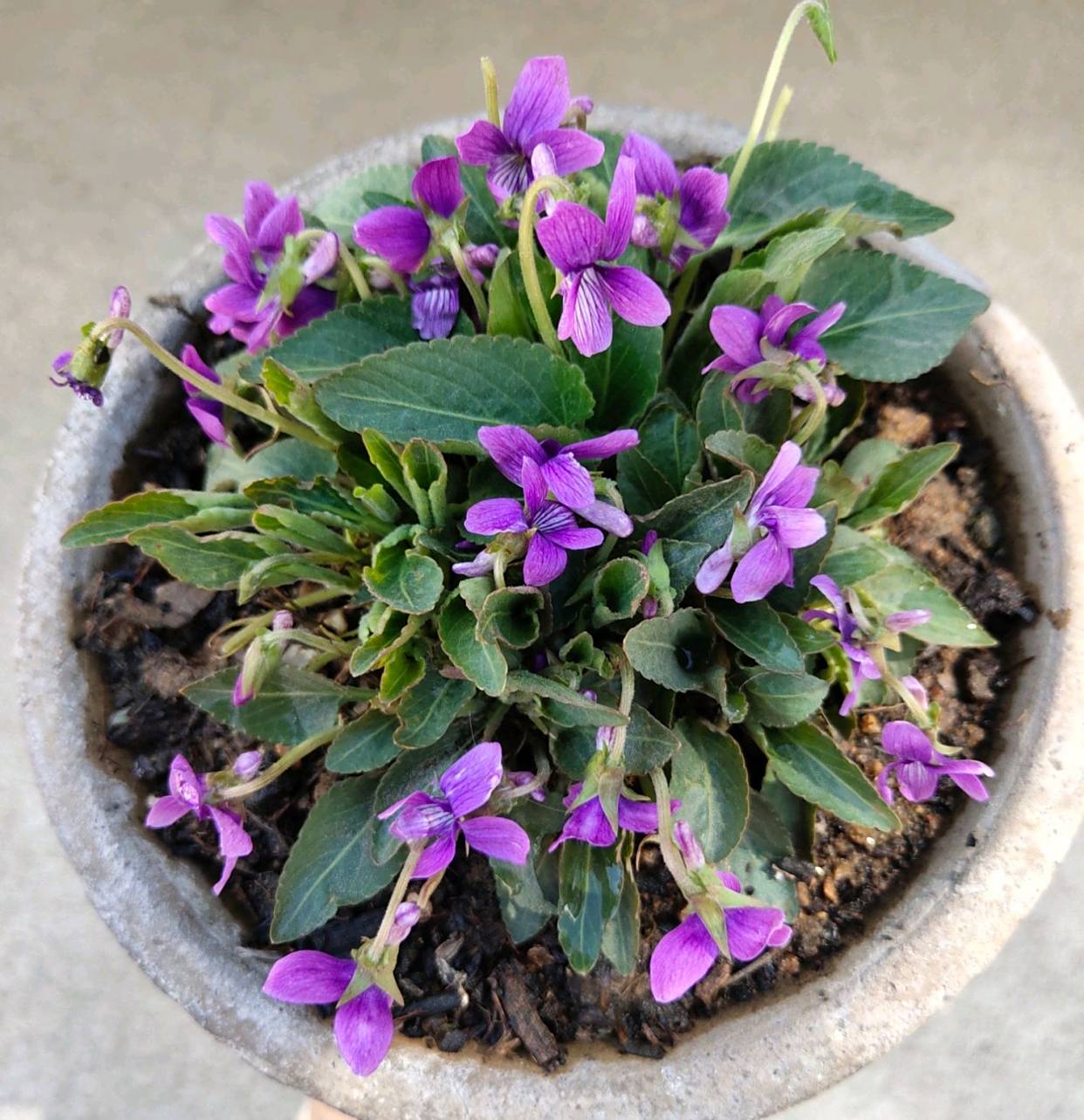 商品专题_中草药盆栽上面我们分享了农村田坎上常见的野草紫花地丁,花