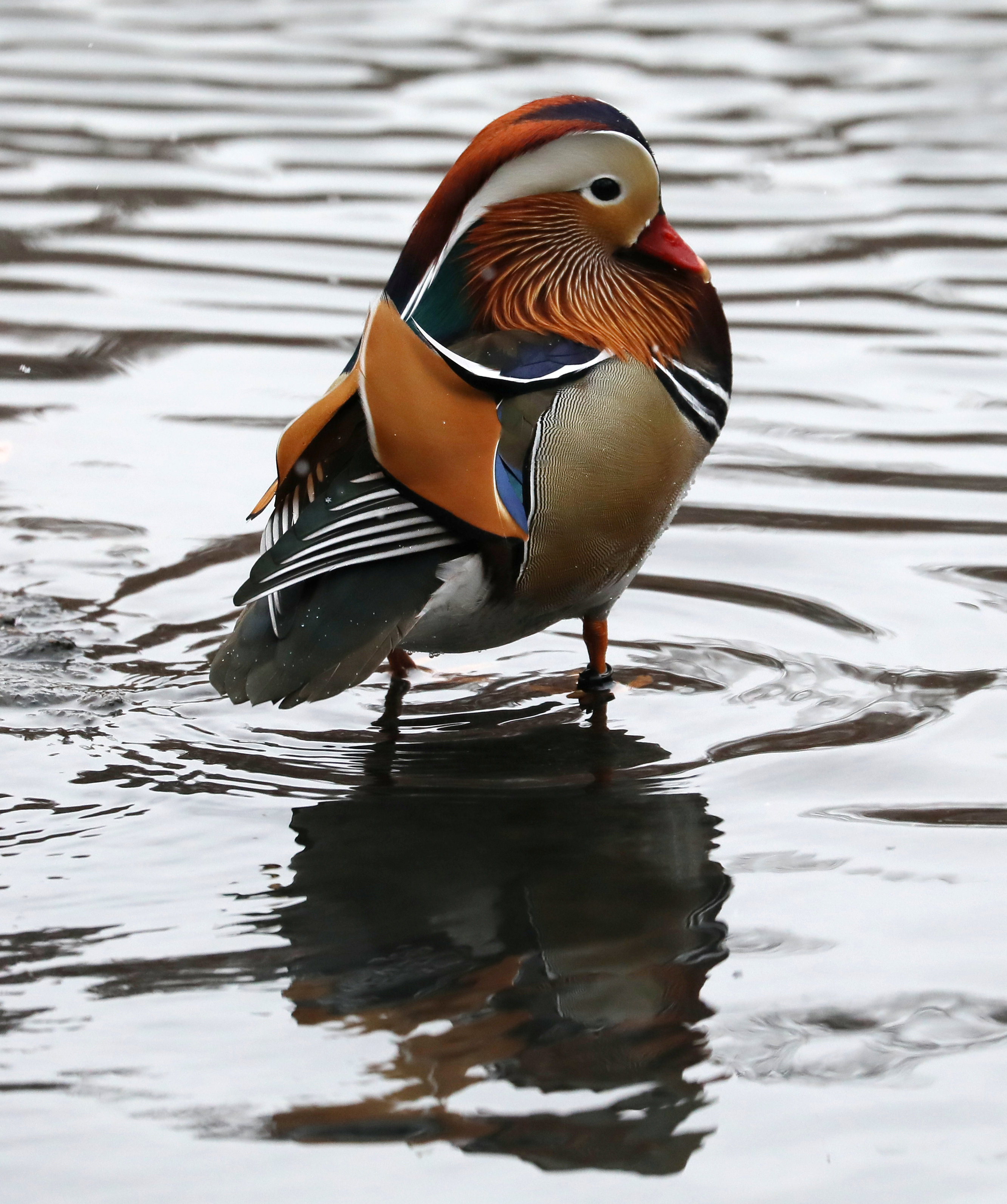 纽约中央公园的"网红"鸳鸯(2)