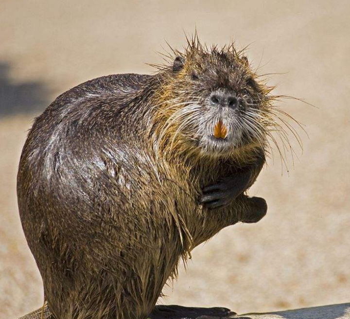 养殖海狸鼠要了解它的习性,选择合适的养殖方式,这样效果才最好