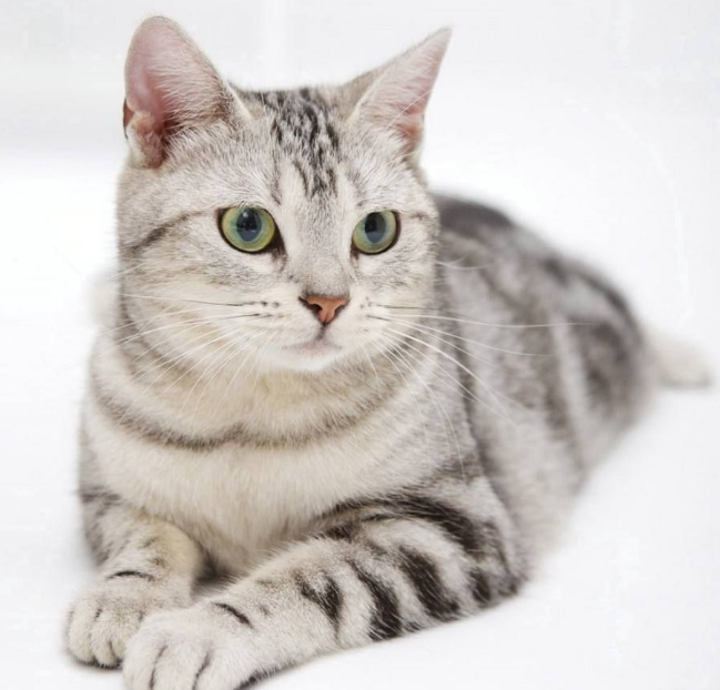 美国虎纹猫,又名美国短毛猫,可爱非凡令人喜爱