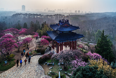 南京梅花山美景,高空俯瞰美不胜收,真想去当地看一看啊