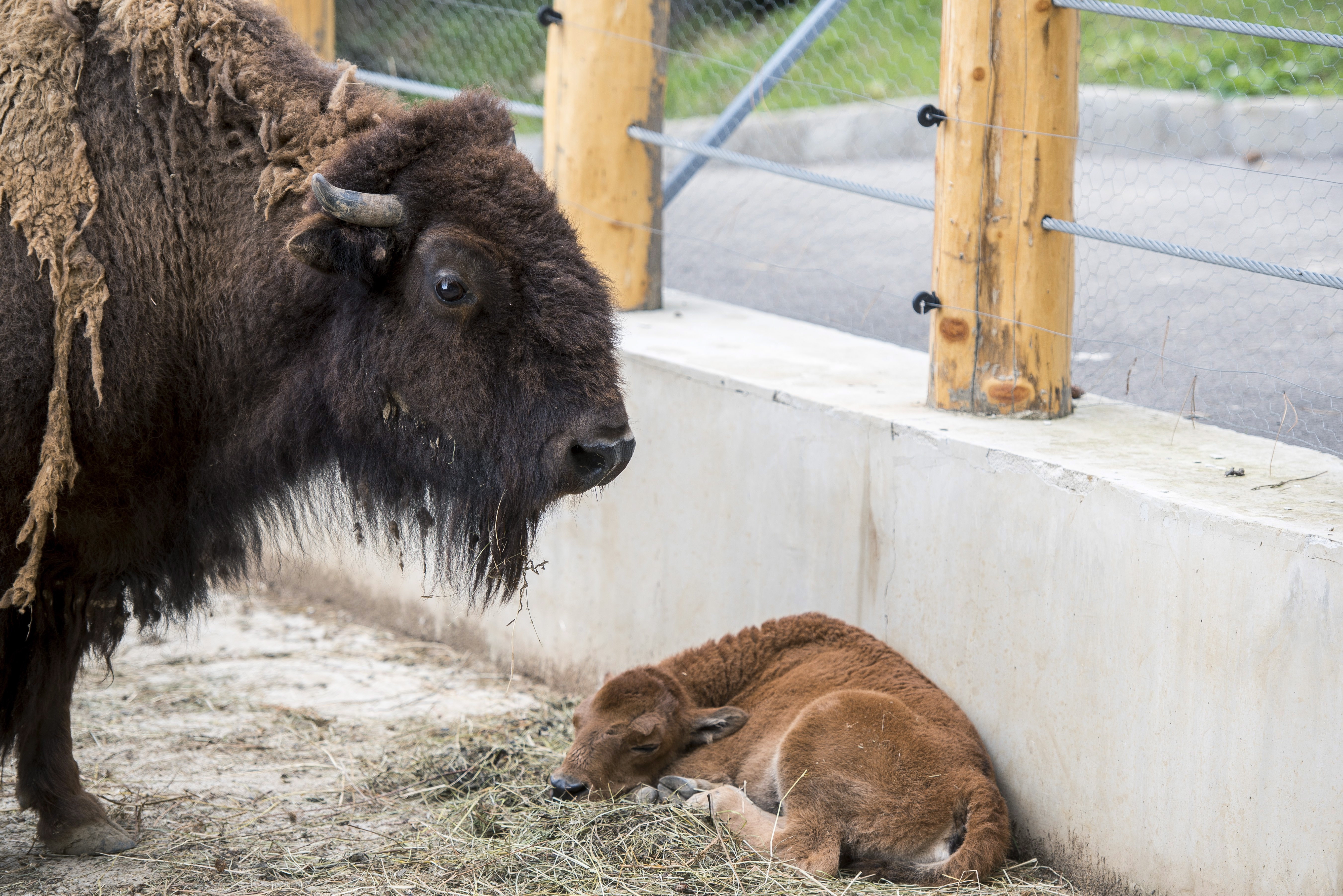 北美野牛幼崽(3)