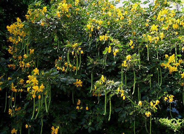 决明- 热门商品专区