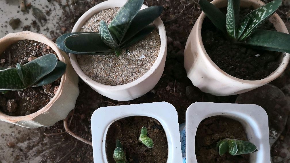 多肉植物子宝花的养护知道及注意事项