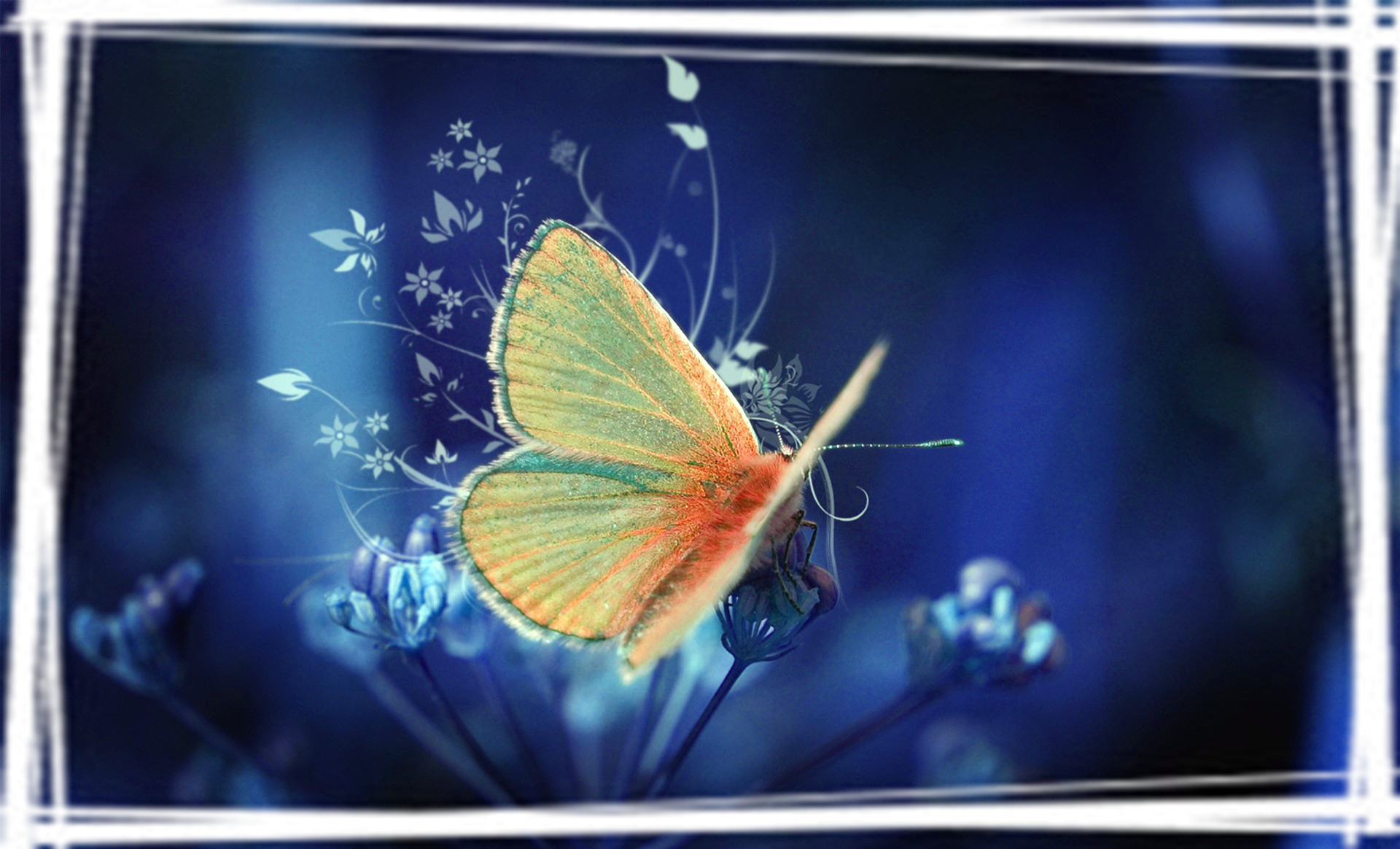 蝴蝶唯美摄影电脑壁纸