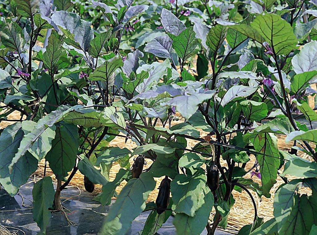 福利!种植茄子时常见病害之一菌核病,它的防治方法是这些!