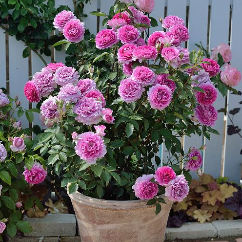 此花是"月季园艺品种",漂亮芬芳,丰花勤花,被誉"开花机器"