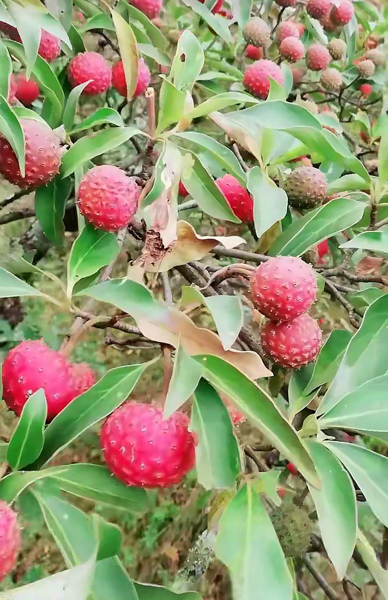 灯笼果,跟姑娘果有点像,很多人会搞混掉.