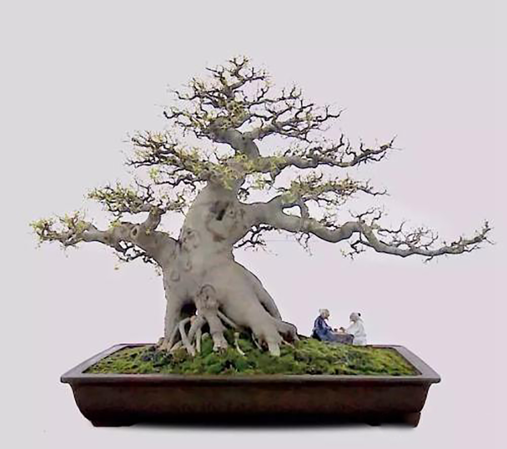 相思树盆景种植:采挖及养护管理技巧,值得一看