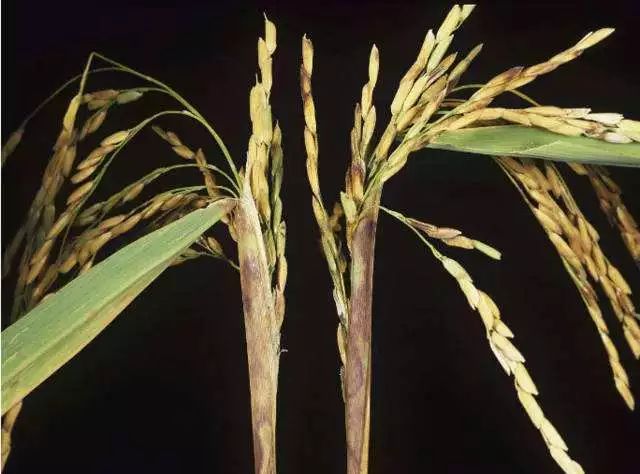病虫害科普丨水稻叶鞘腐败病的危害与防治