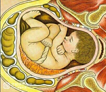 胎儿横位睡觉图片