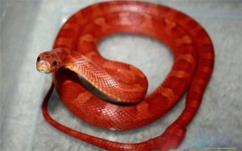 《山海经》记载的一种怪蛇,红色,以树木为食,你还是蛇吗?