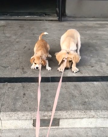 两只狗狗不愿意回家,大狗摁住小狗脑袋:兄弟撑住!