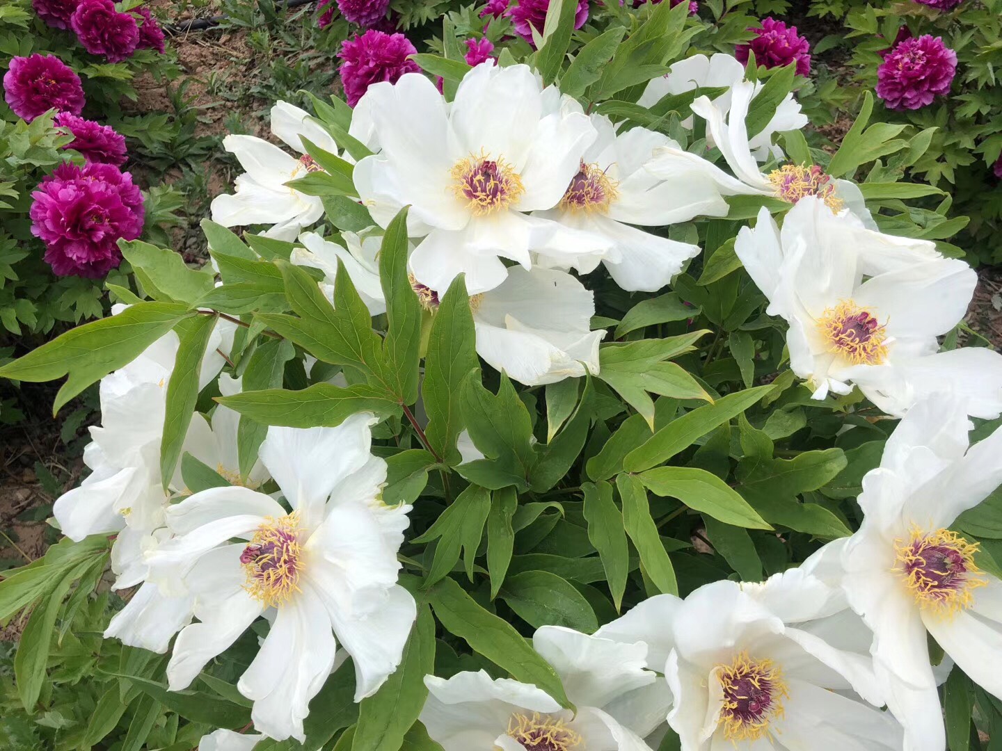 蒲城县万亩牡丹园