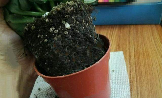 长寿花一换季就生病,不及时消毒,黑腐从头烂到尾!