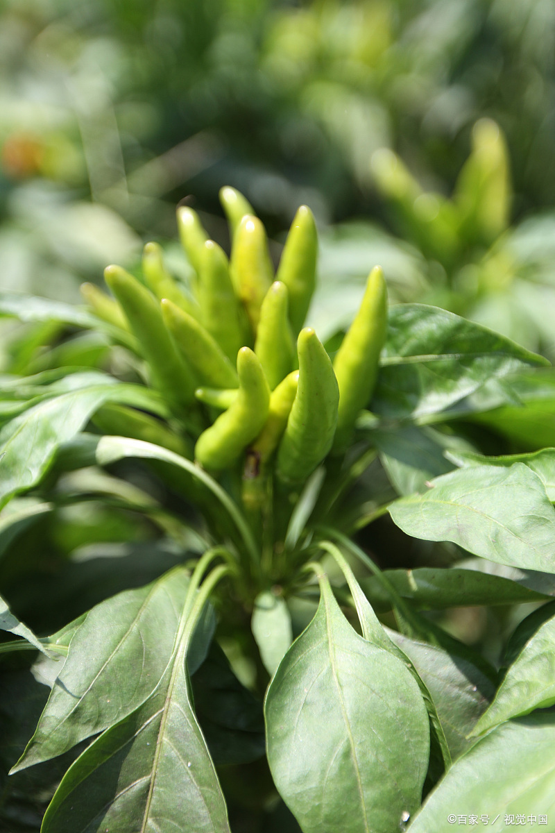 朝天椒产量 - 2020年最新商品信息聚合专区 - 百度爱采购