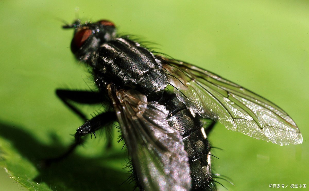常见卫生害虫带来的问题