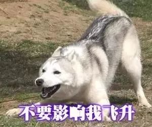 「哈士奇表情包」警察叔叔!就是他!