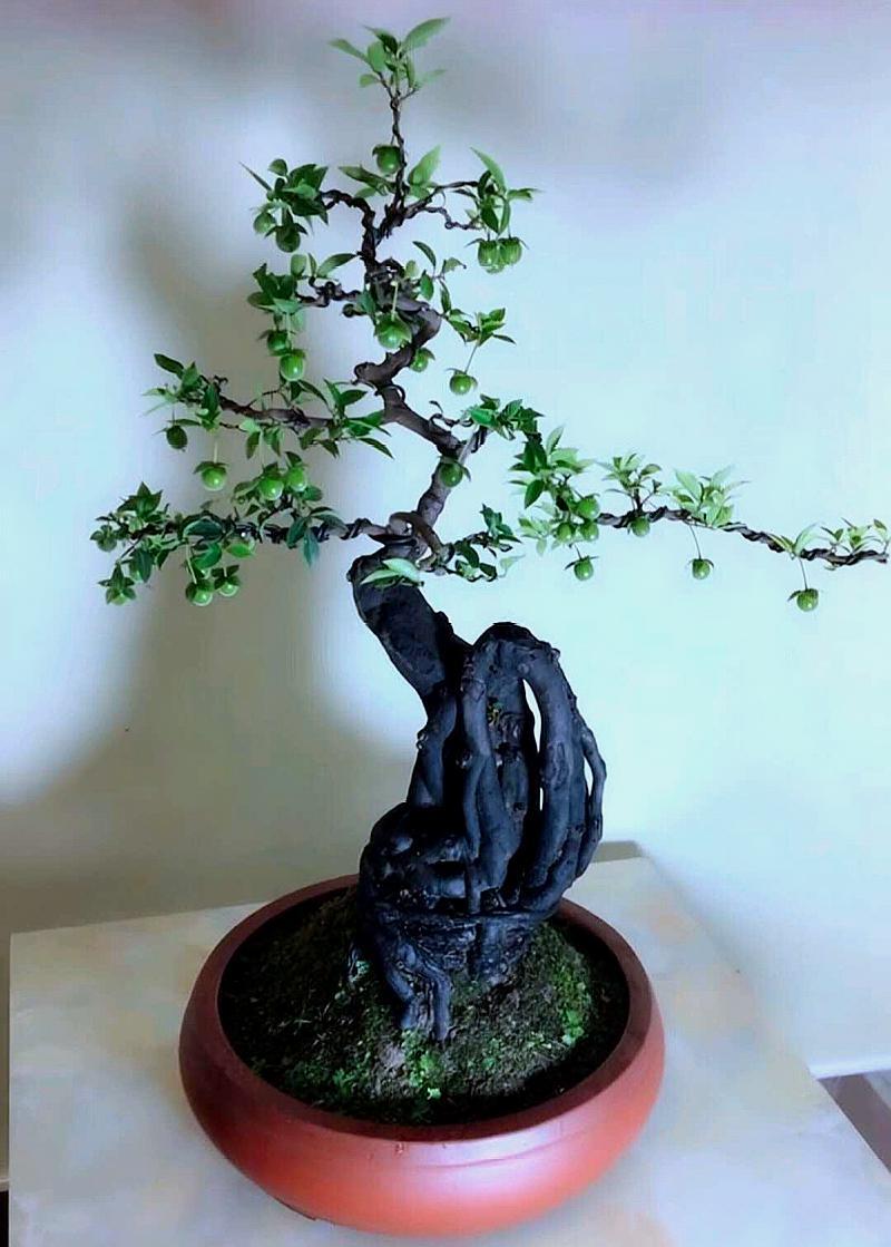 喜欢金弹子的朋友看过来,这里有许多罕见的金弹子盆景可以欣赏哦