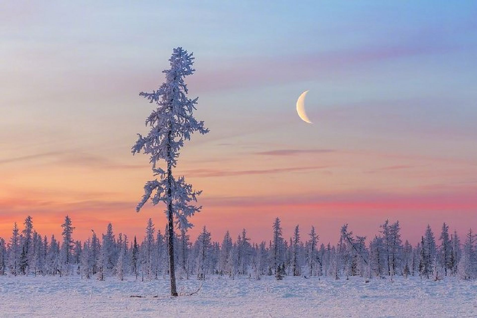 遇见美好# #遇见好风景# 粉色的雪~~分享下你手机里拍下的冬天的样子