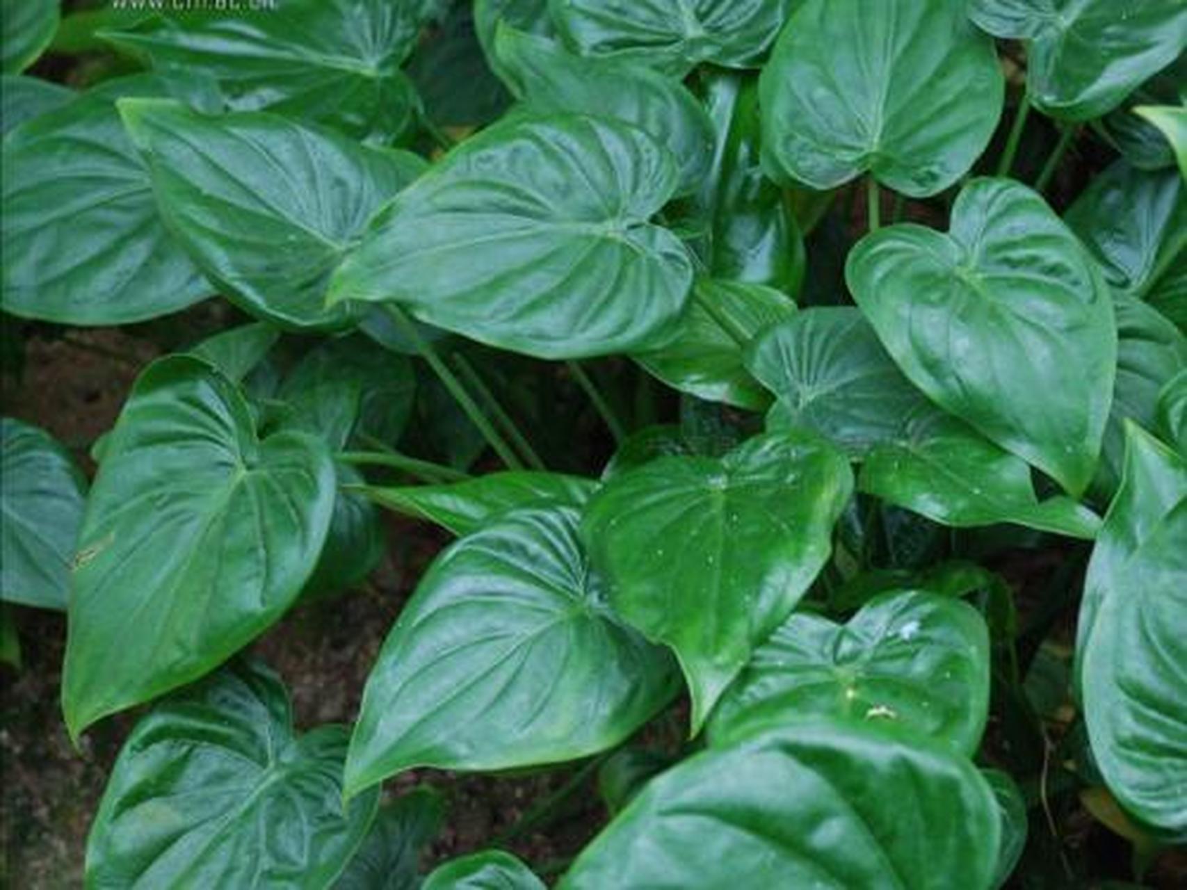 科普知识竞赛#尖尾风,为马鞭草科植物尖尾枫的茎,叶.