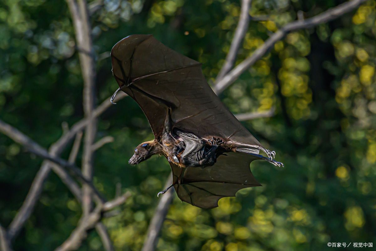 30万只"毒王"狗头蝙蝠席卷澳洲,能咬断人脖子,还带数十种病毒
