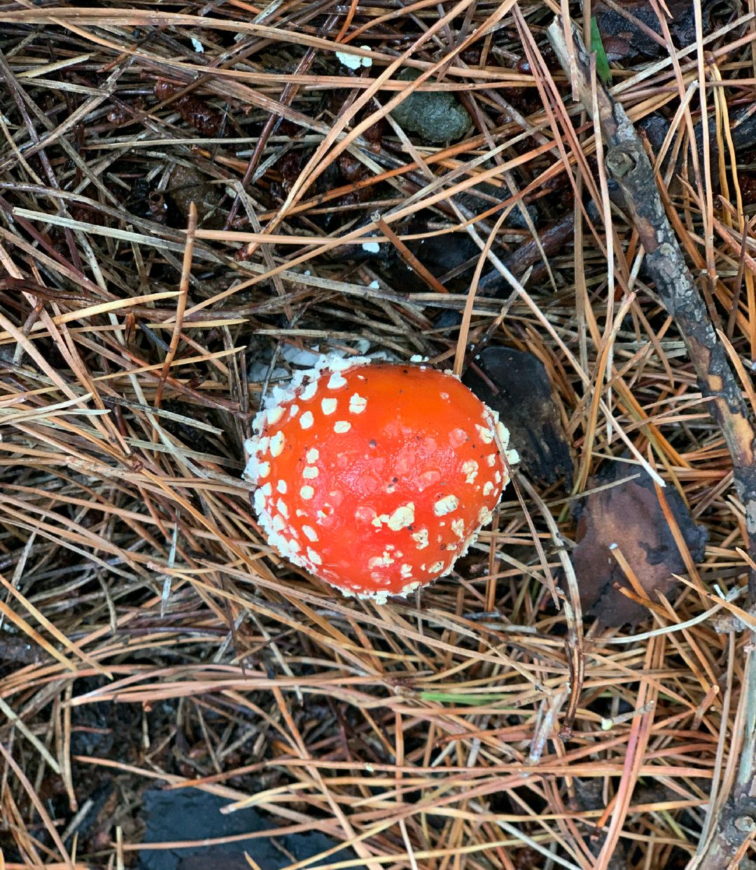如梦幻般的彩色蘑菇