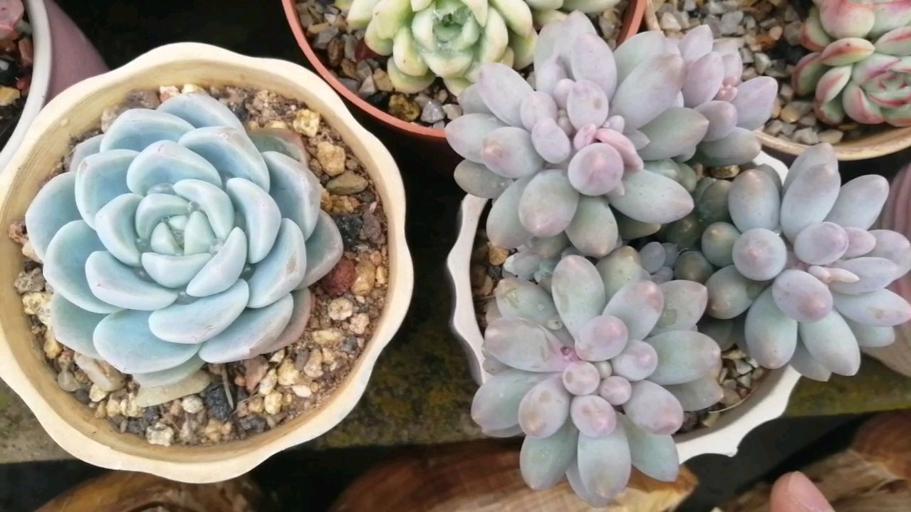 半封闭阳台养的多肉都是菜色,露养一个星期,希望都能上色