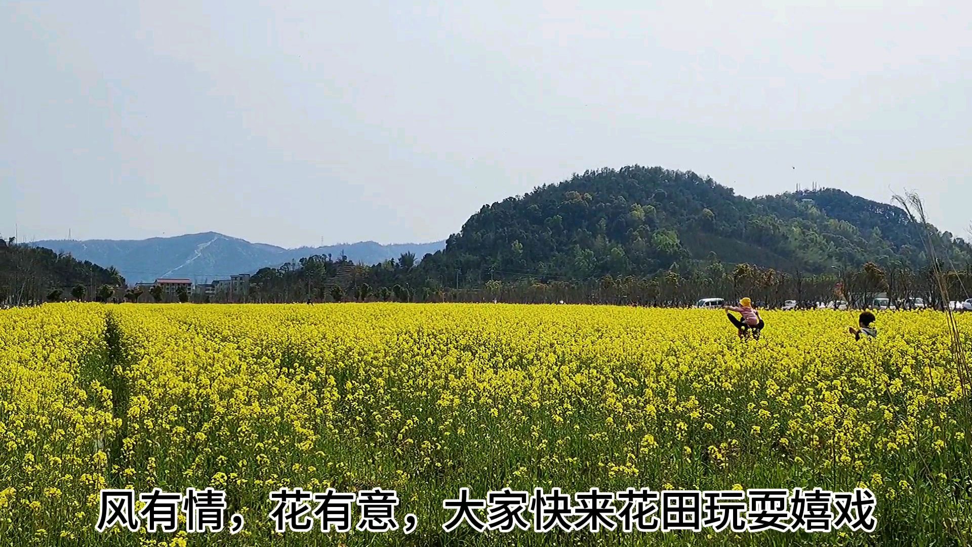 浙江台州,一湿地公园油菜花开得正盛,吸引不少游客前来观看