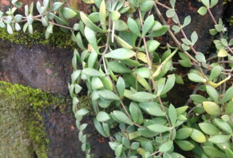 城里是盆景,农村人称"晒不死草",是常见杂草,却可急救解毒