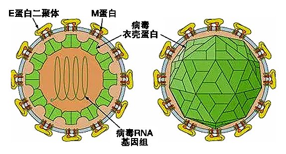 巴西发现神秘病毒