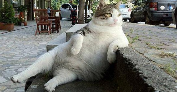 世界三大猫岛,其中一个就在中国,爱猫人士的天堂