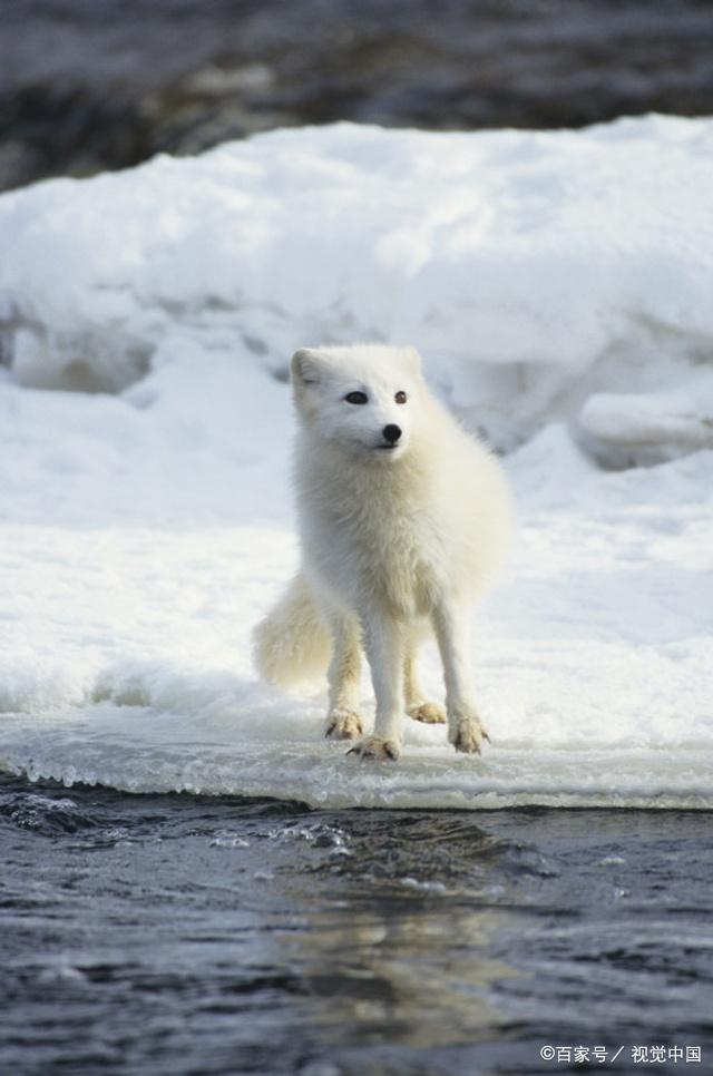北极狐图片真实图片