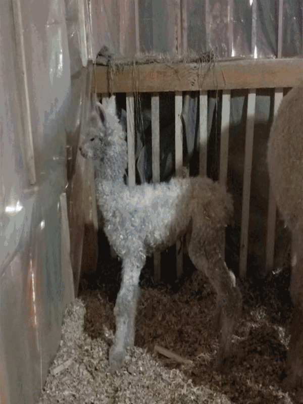 鲁朗羊驼又双叒生宝宝了,这次是只全身雪白的小公子.