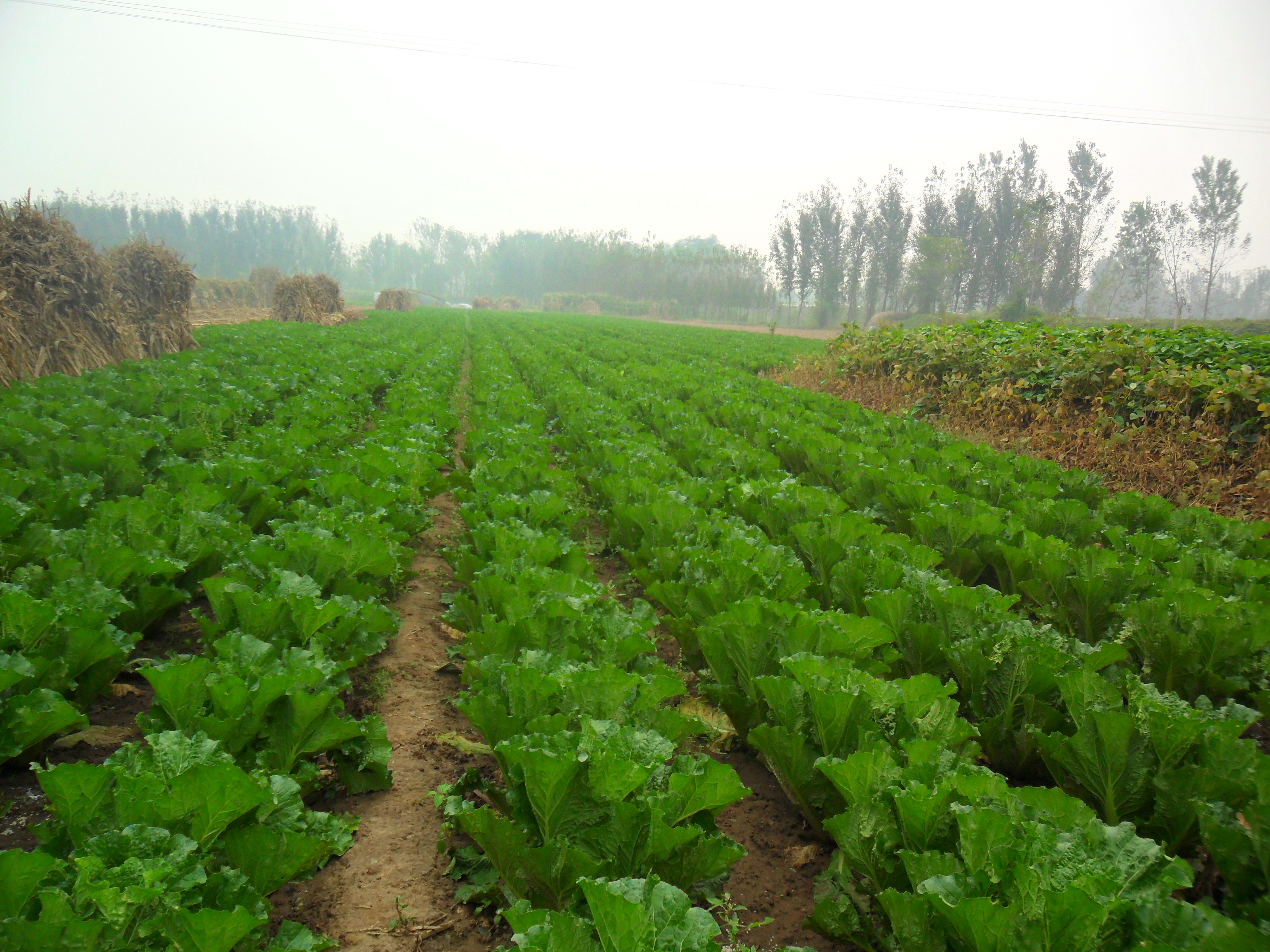 在冀东平原的这个小地方,窖藏大白菜吸引了全国的客商