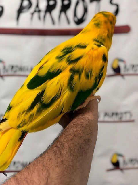 变种金尾折衷鹦鹉价值20万,看哭了多少网友?