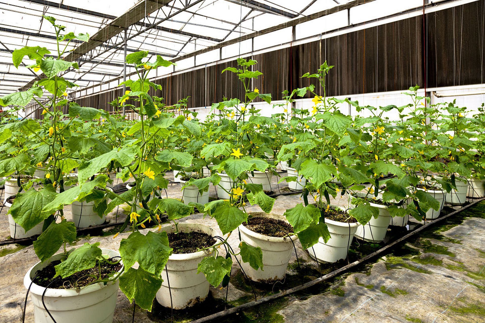 无土栽培中,花卉的生长环境与水质营养液紧密相关