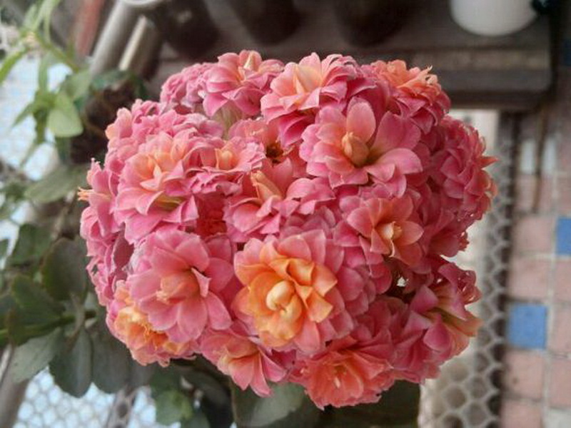 这可能是开花最美的多肉,还可能是多肉中开花最多的,超美长寿花