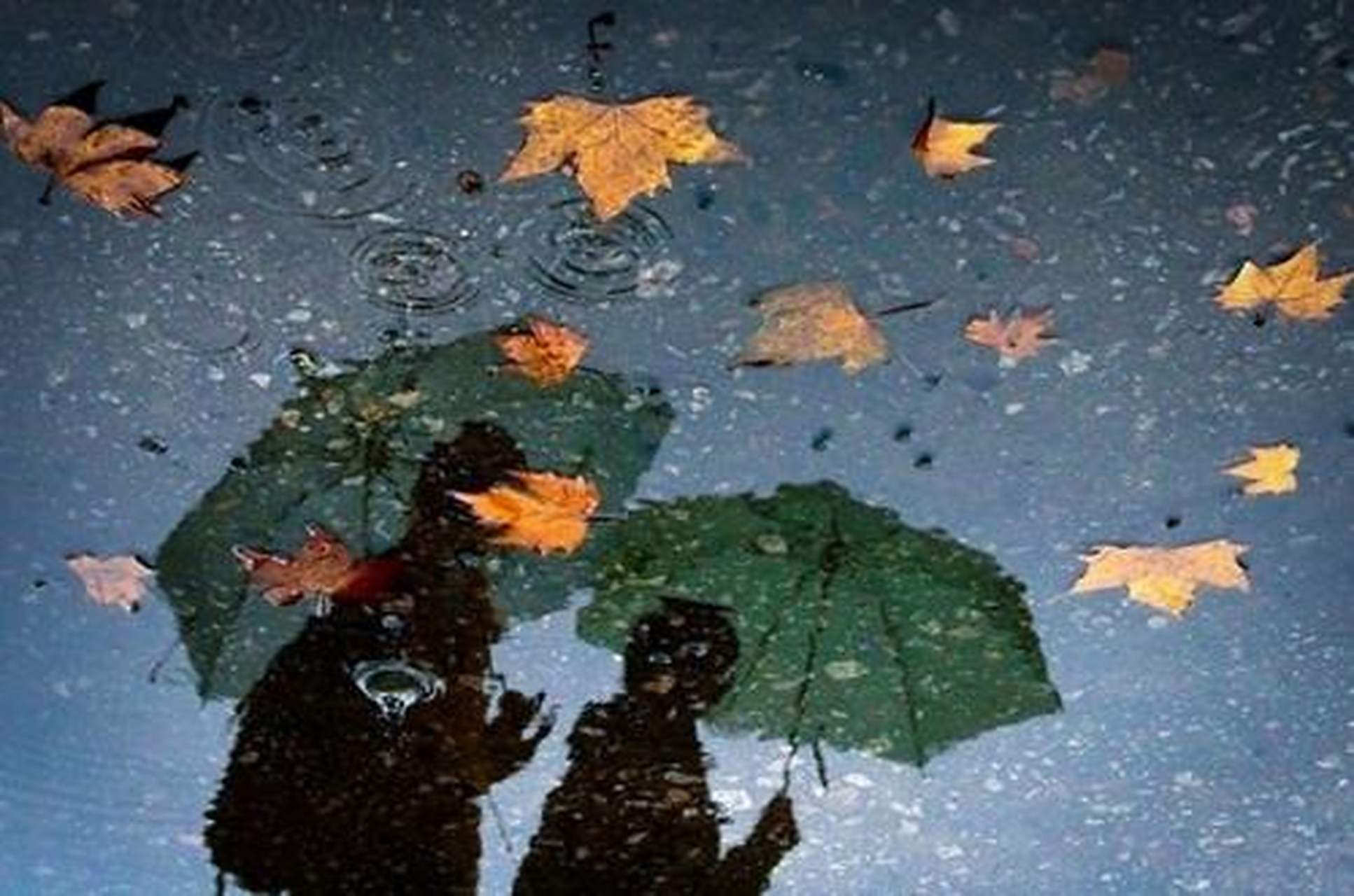 13,1梧桐更兼细雨,到黄昏,点点滴滴 2春风桃李花开日,秋雨梧桐叶落时