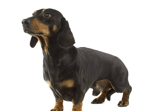 腊肠犬性格相当活泼,开朗,勇敢,谨慎且自信