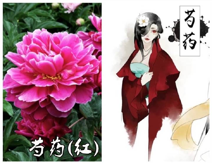 當草本植物擬人化後,甘草變成仙風道骨的男子,芍藥變成優雅女子