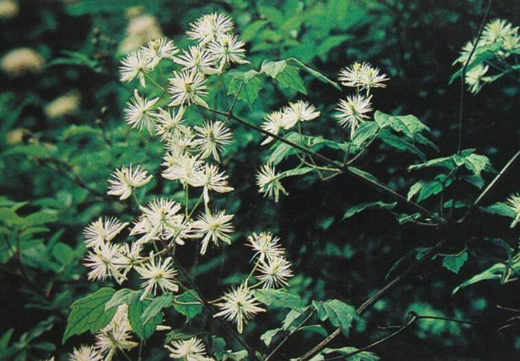 花似长在藤上的绣球,常用于点缀围墙,却不知茎是名贵"川木通"
