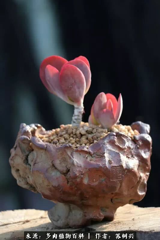 多肉微型盆景欣赏:柔情缱绻,轻舸听雨,一花一世界!