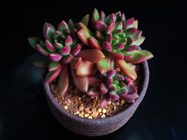 色彩鲜艳,易成活的红唇多肉,你知道我们在家中要如何养护吗?